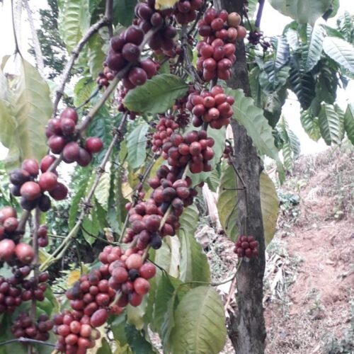 Coffee cherries from Bali