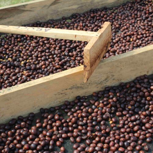 Honduras Lempira coffee