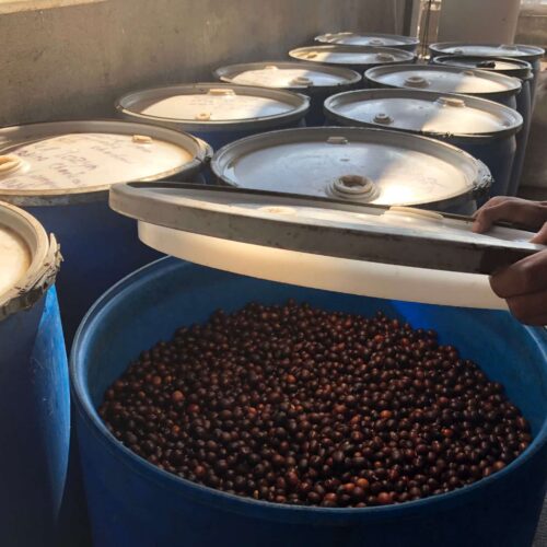 Honduras coffee lempira