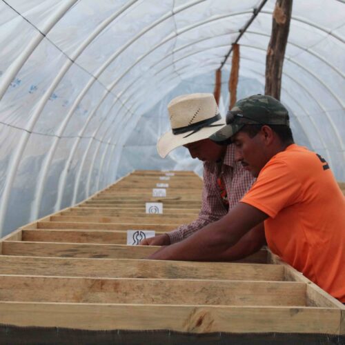 Honduras coffee production