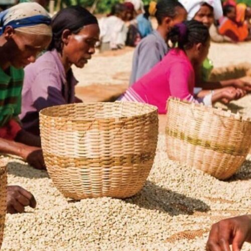 Ethiopia Ambaye coffees