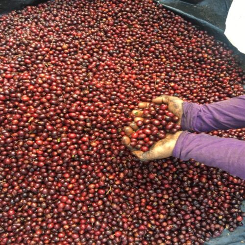 cherries of coffee El Ciprescherries of coffee El Cipres