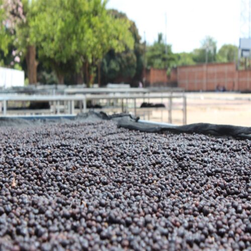 drying process of coffee beans from El Salvador