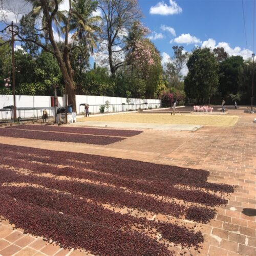 drying process of coffee beans from El Salvador