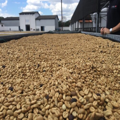 drying process of coffee beans from El Salvador
