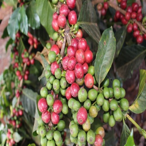 Kii AB coffee cherries