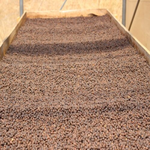 African beds to dry coffee beans