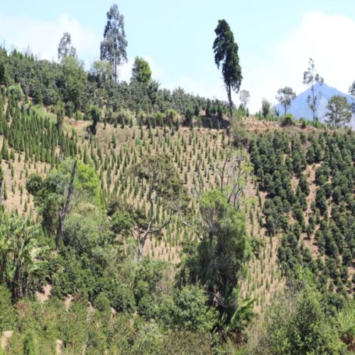 coffee plantation in Costa Rica