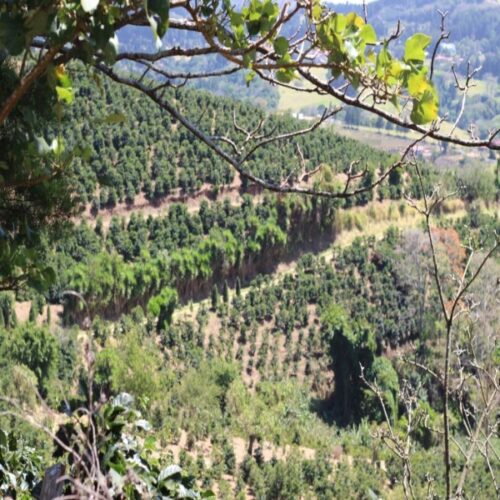 coffee plantation in Costa Rica