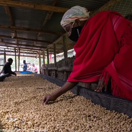 sorting wet parch at Bukyabo station