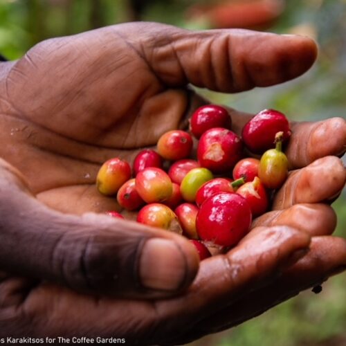 cherry picking Uganda