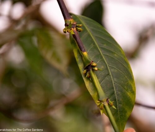 coffee plant