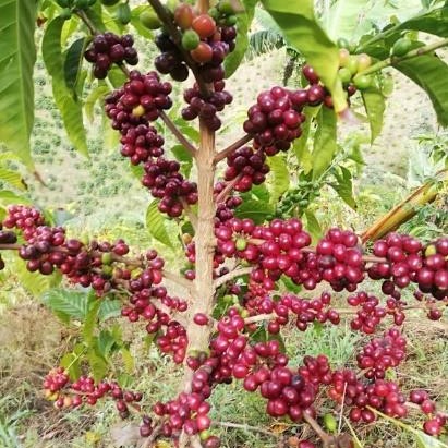 Coffee cherries in Colombia