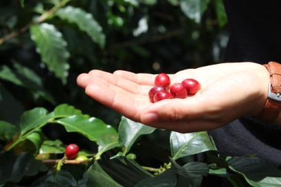 Coffee cherries in Colombia
