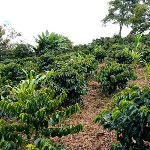 Ubeimar Colombia coffee plant