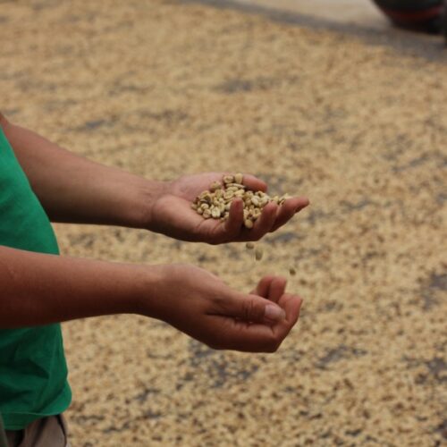 Hands with dried coffee beans