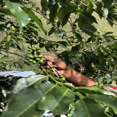 Hand picking coffee cherries