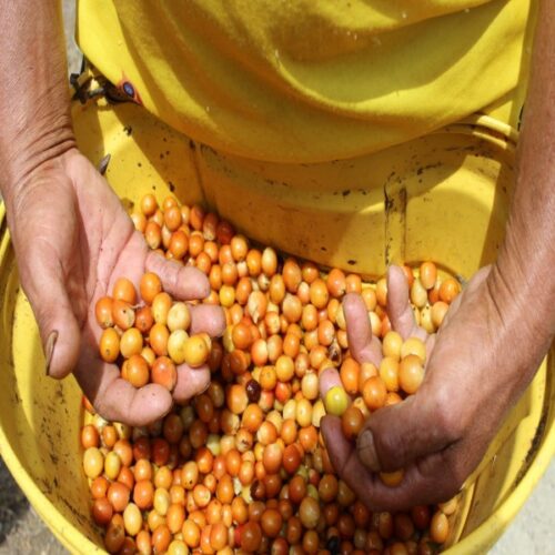 Hands selecting yellow coffee cherries
