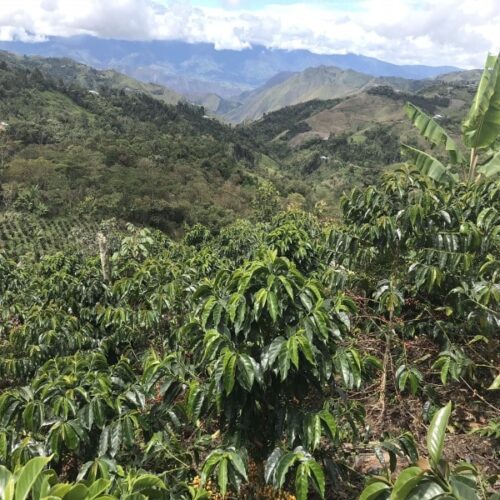 Plantation of coffee