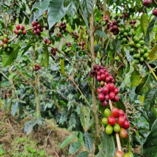 Plants of coffee with ripe cherries