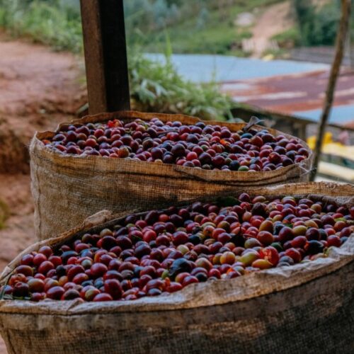 coffee cherries in bags