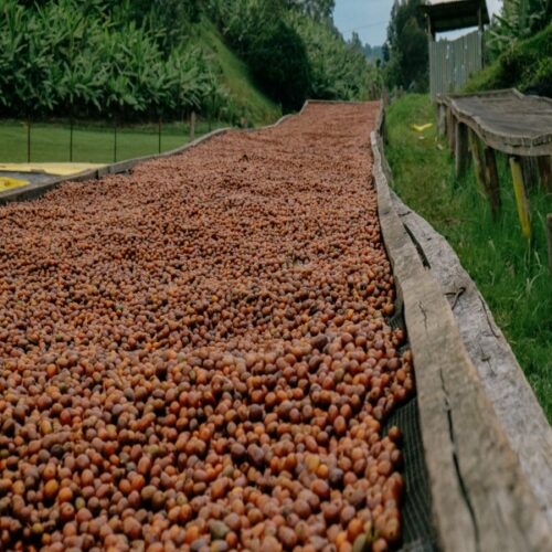 coffee cherries drying