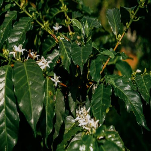 White flowers on a coffee tree