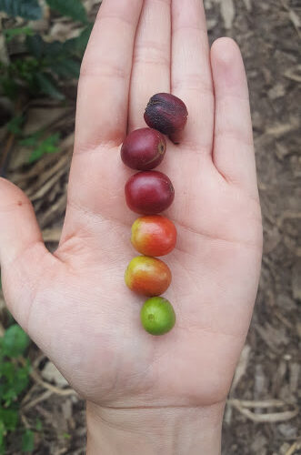 hand holding coffee cherries at different ripening status