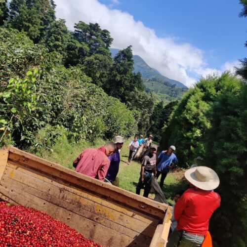 Coffee cherry