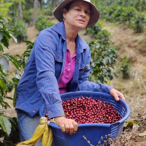 woman carrying coffee cherry